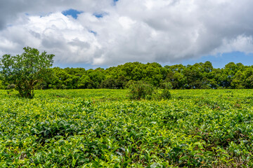 Fototapeta na wymiar Green tea plantations high in the mountains in Mauritius. High quality photo