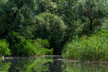 Beautiful summer landscape - tree branches hanging over calm river, reeds growing and reflecting on water surface.