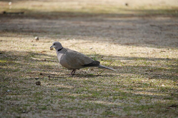 A specimen of the Eurasian collared dove (Streptopelia decaocto) in a park in the city of Salamanca, Spain