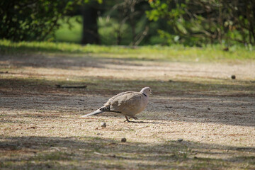A specimen of the Eurasian collared dove (Streptopelia decaocto) in a park in the city of Salamanca, Spain