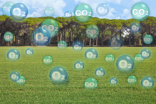 Grass absorbs carbon dioxide the same way trees do, but on a smaller scale - concept with a grassy area that absorbs CO2 carbon dioxide molecules and releases O2 oxygen molecules