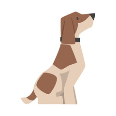 Beagle Dog Breed with Brown Marking and Collar on Neck in Sitting Pose Vector Illustration