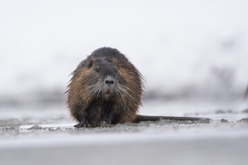 Obraz premium Coypu (Myocastor coypus) in the nature habitat. Nutria sitting on a frozen river