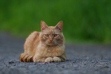 Obraz premium Beautiful red cat lying on the road. Felis silvestris catus. Portrait of a red-haired cat.