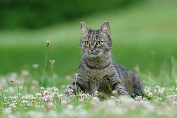 Naklejka na ściany i meble Portrait of a beautiful tabby cat. European cat sitting on the medow. 