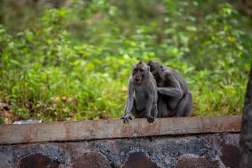 long monkey sitting on the wall