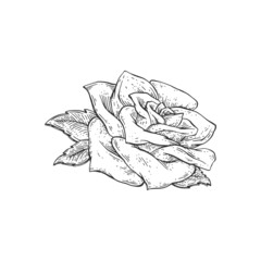 Rose flower or rosebud hand drawn engraving vector illustration isolated. - obrazy, fototapety, plakaty