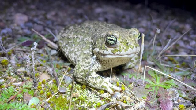 Runner toad or Epidalea calamita in its natural habitat, it remains immobile with its characteristic colors, during the night, 4k