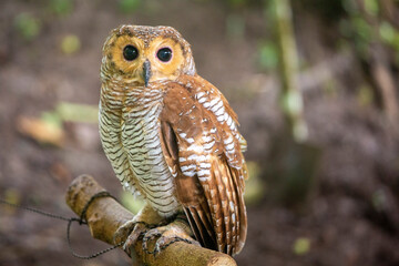 owl