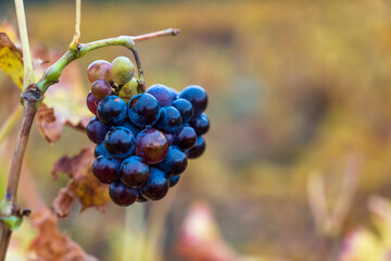 Weinberge in Frankreich