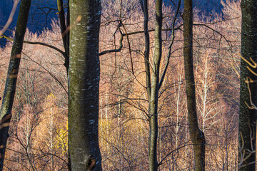 Trees in the autumn light