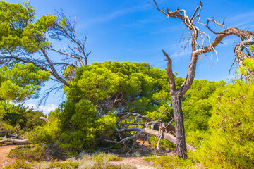 Natural forest landscape trekking path Can Picafort Mallorca Spain.