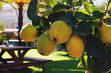Large yellow fruits quince on the tree are ready to harvest. Tree leaves border. Natural composition. Blurred background