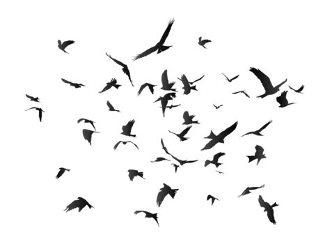 The Flock of birds in flight.