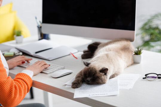 cropped view of blurred woman working near cat sleeping on work desk