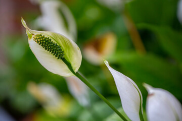 white magnolia flower