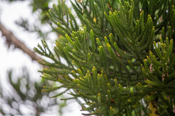 branches of a fir tree