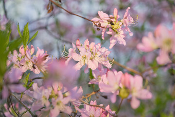 Pink flowers with a blurry bokeh background.