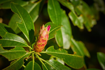 Buds of tropical pink flowers with green leaves.