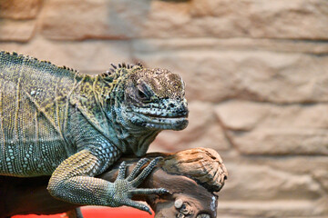 The sail lizard (Latin. Hydrosaurus) is a genus of lizards from the Agamaceae family