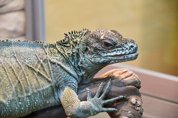 Fototapeta premium The sail lizard (Latin. Hydrosaurus) is a genus of lizards from the Agamaceae family