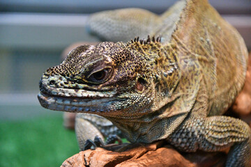 The sail lizard (Latin. Hydrosaurus) is a genus of lizards from the Agamaceae family