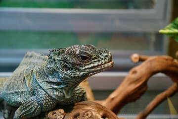 The sail lizard (Latin. Hydrosaurus) is a genus of lizards from the Agamaceae family