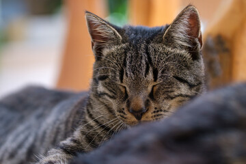 Cute tabby kitten peacefully asleep