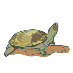 Drawing  European marsh turtle (Emys orbicularis) illustration, poster. Logo, postcard, advertising card,  print.