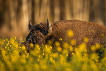 European bison - Bison bonasus in the Knyszyn Forest (Poland) © szczepank