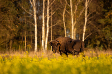 European bison - Bison bonasus in the Knyszyn Forest (Poland) © szczepank