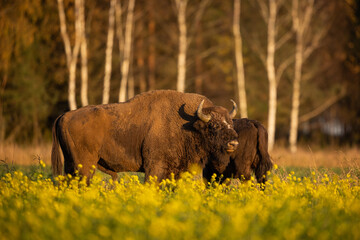 European bison - Bison bonasus in the Knyszyn Forest (Poland) © szczepank