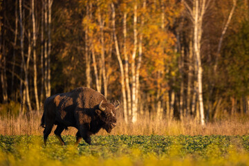 European bison - Bison bonasus in the Knyszyn Forest (Poland) © szczepank