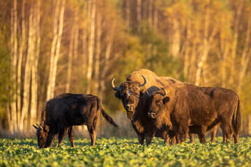 European bison - Bison bonasus in the Knyszyn Forest (Poland) © szczepank