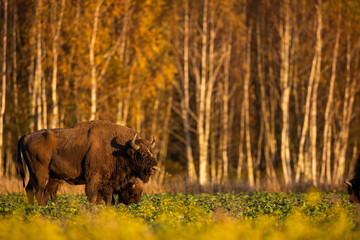 European bison - Bison bonasus in the Knyszyn Forest (Poland) © szczepank