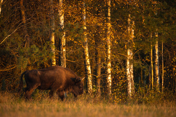 European bison - Bison bonasus in the Knyszyn Forest (Poland) © szczepank