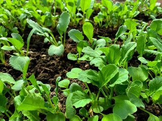 Young green shoots and leaves in bed in greenhouse