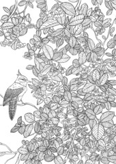 Pages for adult coloring book. Hand drawn outline chokeberry with a bird. Vector illustration