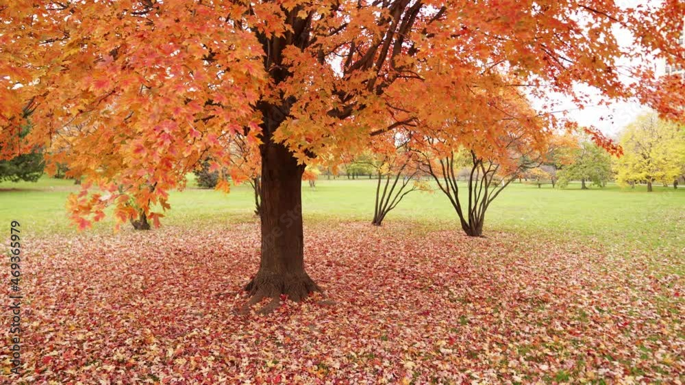 Wall mural handheld panning shot from left to right of a large sugar maple tree with peak colorful fall foliage