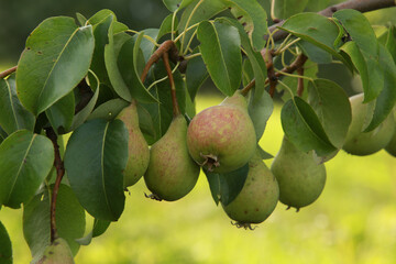harvest of pears on a branch