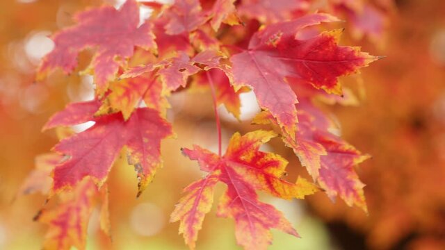 A close up detailed b-roll shot of a colorful sugar maple branch with peak fall or autumn colors of red and yellow as it waves in the wind or gentle breeze.