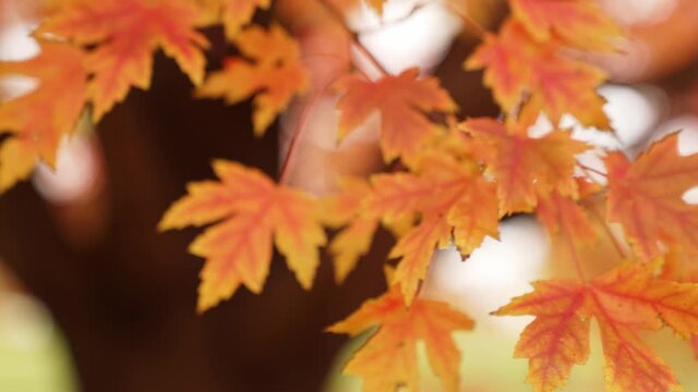 Close up slow motion b-roll of a colorful branch of a sugar maple tree with red and yellow leaves or foliage in autumn as it softly moves in the breeze.
