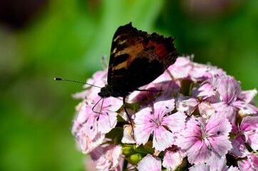 butterfly on thistle