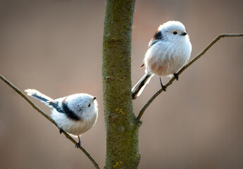 Obraz premium long-tailed tit