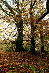 autumn in the park