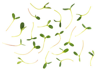 Micro green sprouts isolated on white