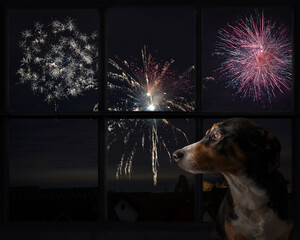 Dog looks out the window and watching the fireworks