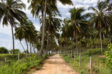 Fototapeta na wymiar palm tree along the road