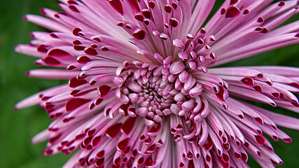 Obraz premium Inflorescences of ornamental plants used in 2021 to decorate monuments, tombstones during the traditional Feast of the Dead in Podlasie in Poland.