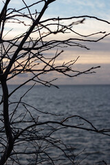 Cold tree on the background of the sea